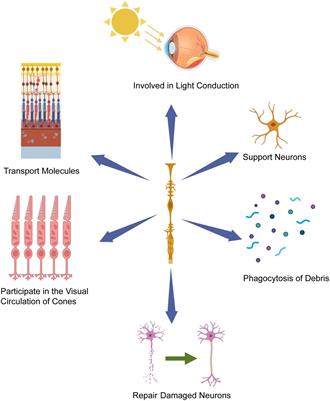 Advances in the study of Müller glia reprogramming in mammals